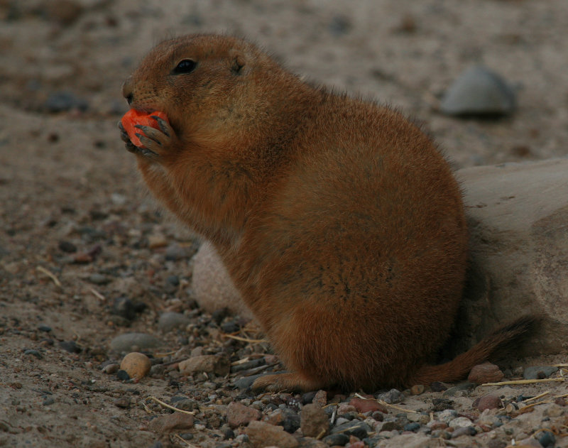 Prairie Dog