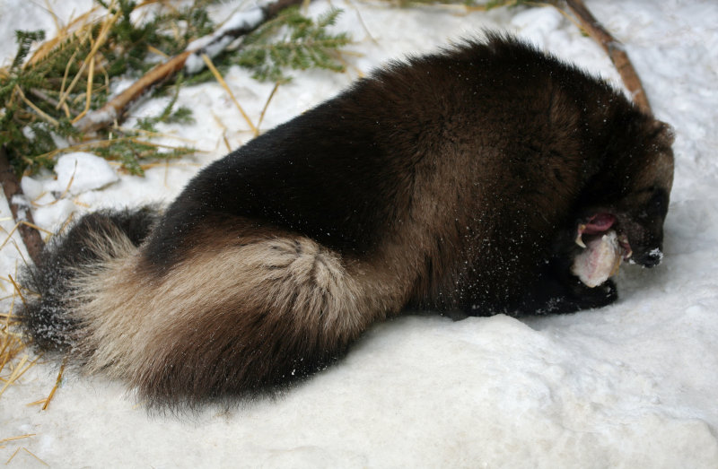 Wolverine