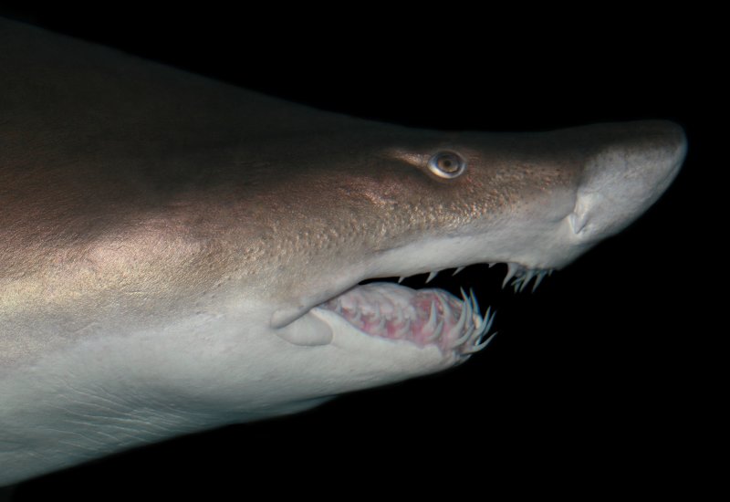 Sand Tiger Shark