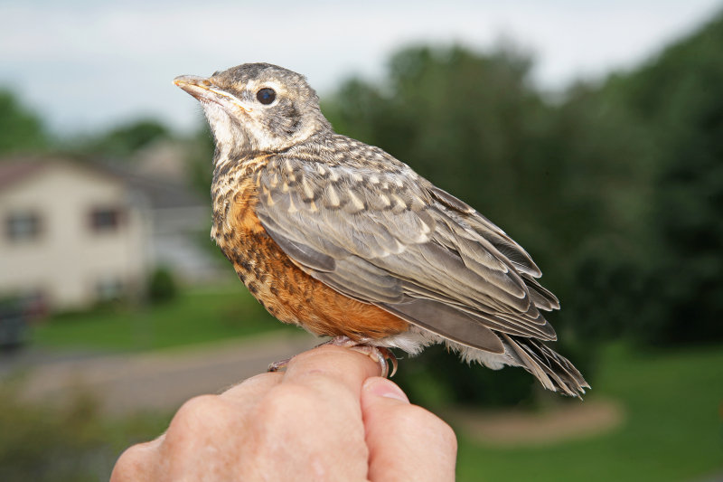 Young Robin