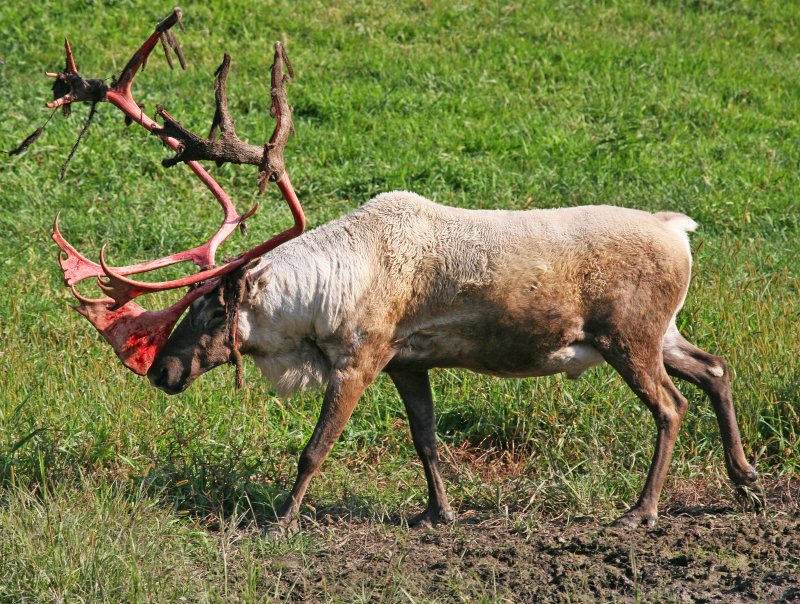 Woodland Caribou