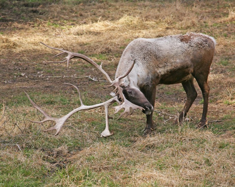 Woodland Caribou