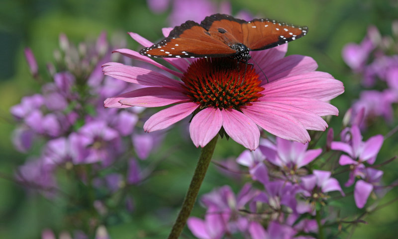 Queen Butterfly