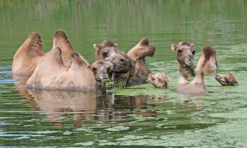 Bactrian Camel