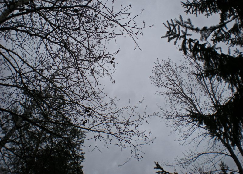 Tree Silhouettes