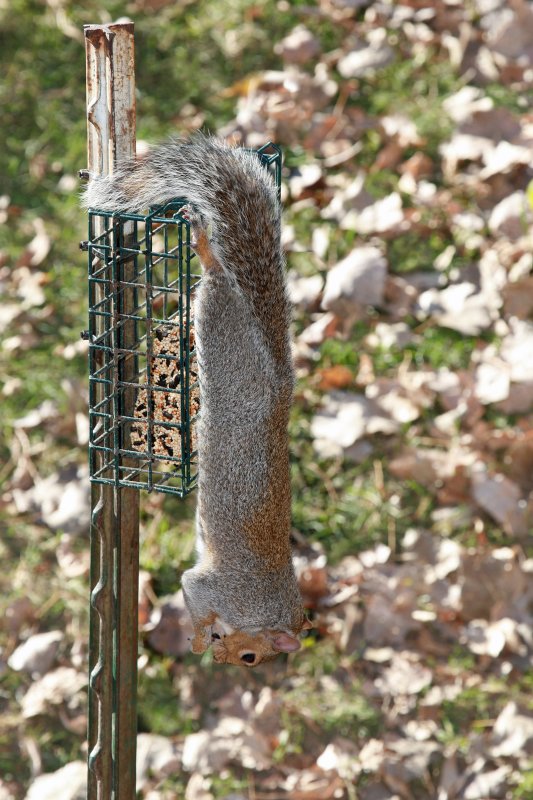 Squirrel