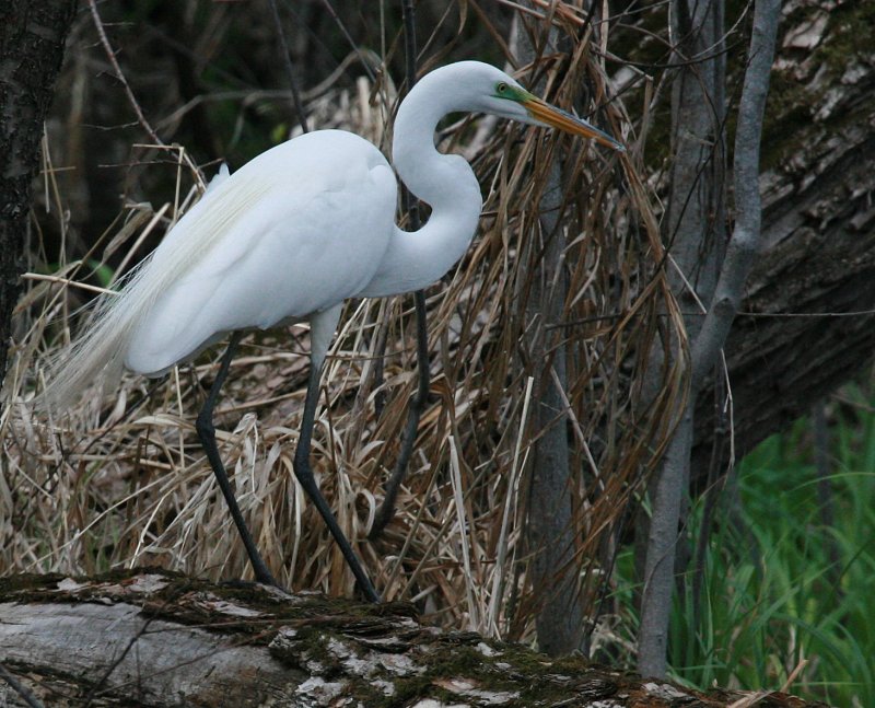 Great Egret