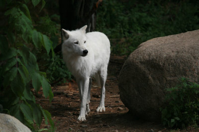 The International Wolf Center