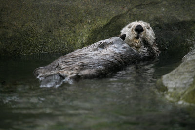 Sea Otter