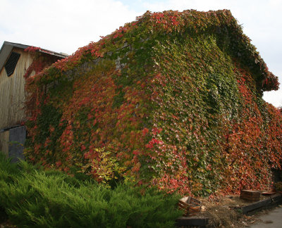 Autumn