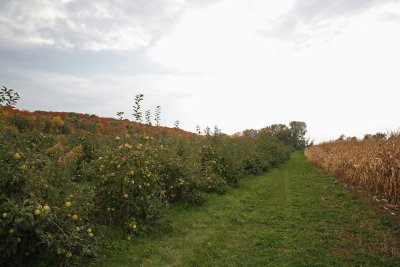 Autumn