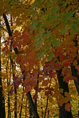 Autumn