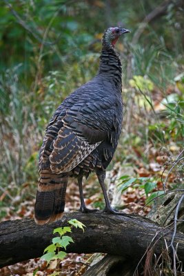 Wild Turkey