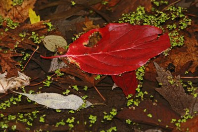 Autumn