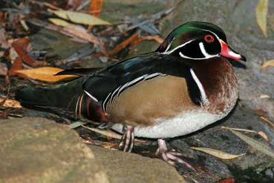 Male Wood Duck