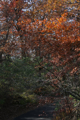 Autumn