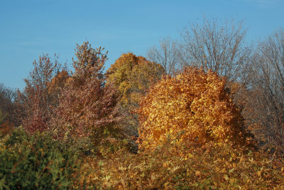 Autumn