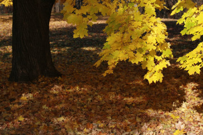 Autumn