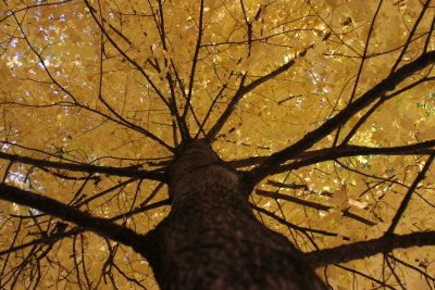 Autumn