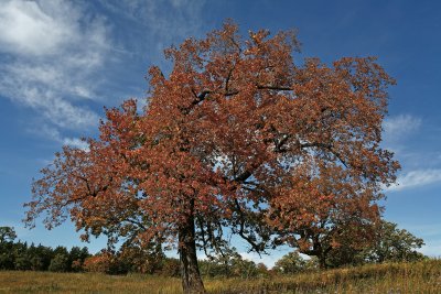 Autumn