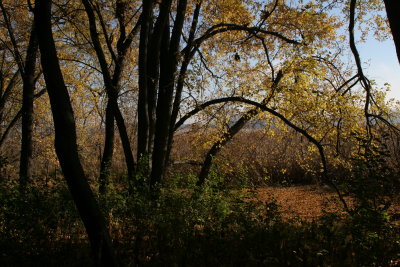 Autumn
