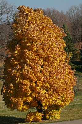 Autumn