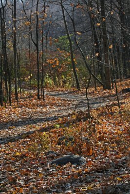 Autumn