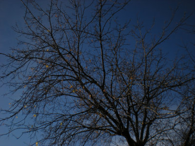 Autumn