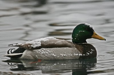 Male Mallard Duck