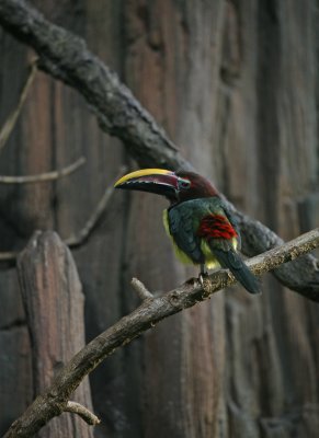 Green Aracari