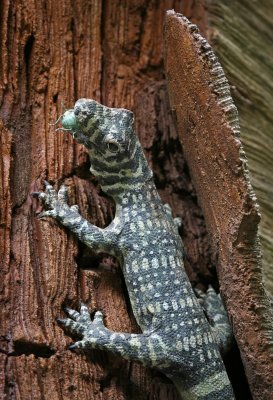 Komodo Dragon figuren