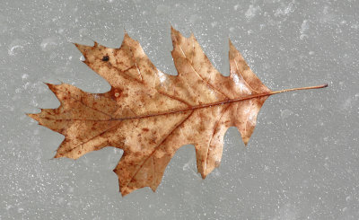 A leave lay frozen on the ice
