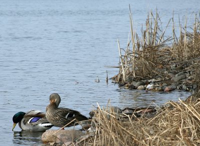 Male and Female Mallard Ducks