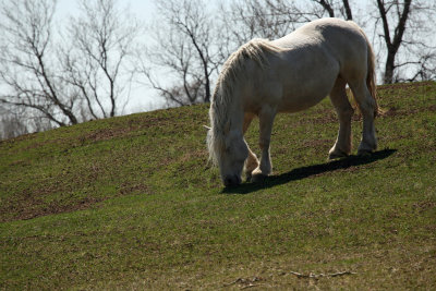 American Cream Draft Horse