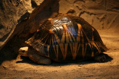 Radiated Tortoise