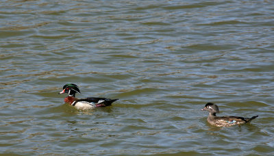 Male and Female Wood Duck