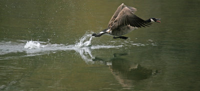 Canada Goose