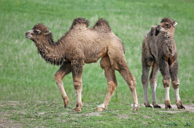 Bactrian Camel