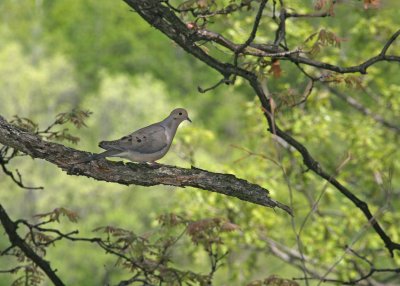 Mourning Dove