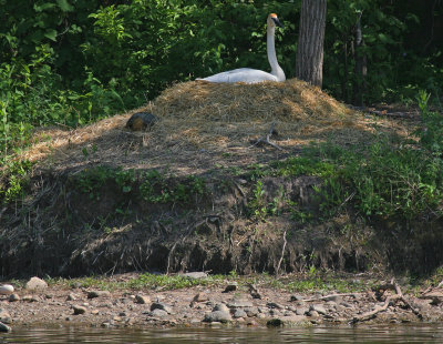 Nesting Trumpeter Swan and Snapping Turtle