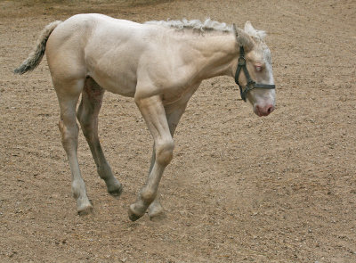 Female American Cream Draft Horse