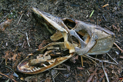 Large Musky or Pike Skull