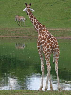 Giraffe and Zebra