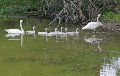 Trumpeter Swans and Cygnets