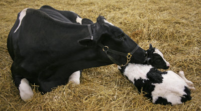 Mother and 93 lb 3 hours old calf
