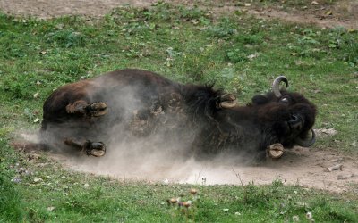 American Bison