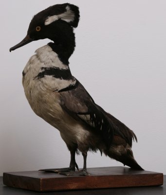 Mounted Waterfowl