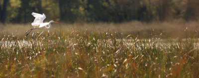 Great Egret
