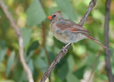 Female Cardinal