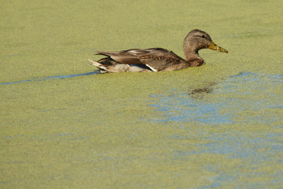 Female Mallard Duck